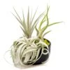 Large Fully Assembled Air Plant Bowl Garden