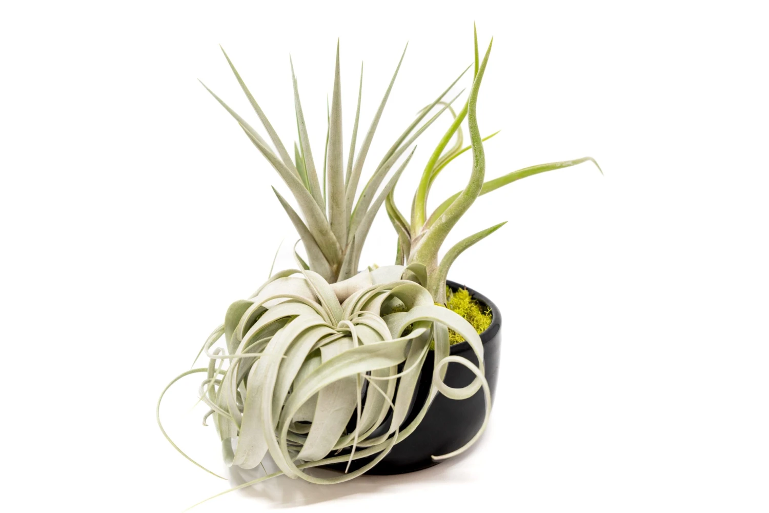 Large Fully Assembled Air Plant Bowl Garden 1 Large Fully Assembled Air Plant Bowl Garden