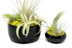 Large Fully Assembled Air Plant Bowl Garden 20 Large Fully Assembled Air Plant Bowl Garden -Air Plant World Air Plant Tillandsia Large Black Glazed Terracotta Pot Dish 13