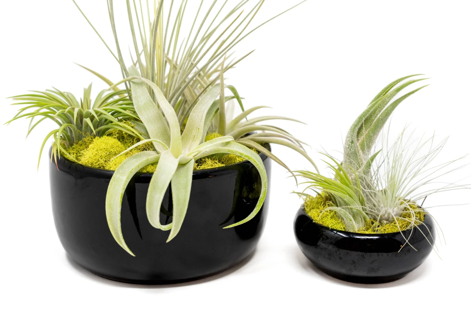 Large Fully Assembled Air Plant Bowl Garden 9 Large Fully Assembled Air Plant Bowl Garden - Image 9