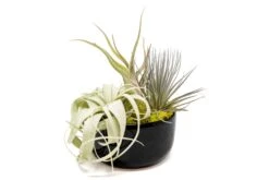 Large Fully Assembled Air Plant Bowl Garden 15 Large Fully Assembled Air Plant Bowl Garden -Air Plant World Air Plant Tillandsia Large Black Glazed Terracotta Pot Dish 2
