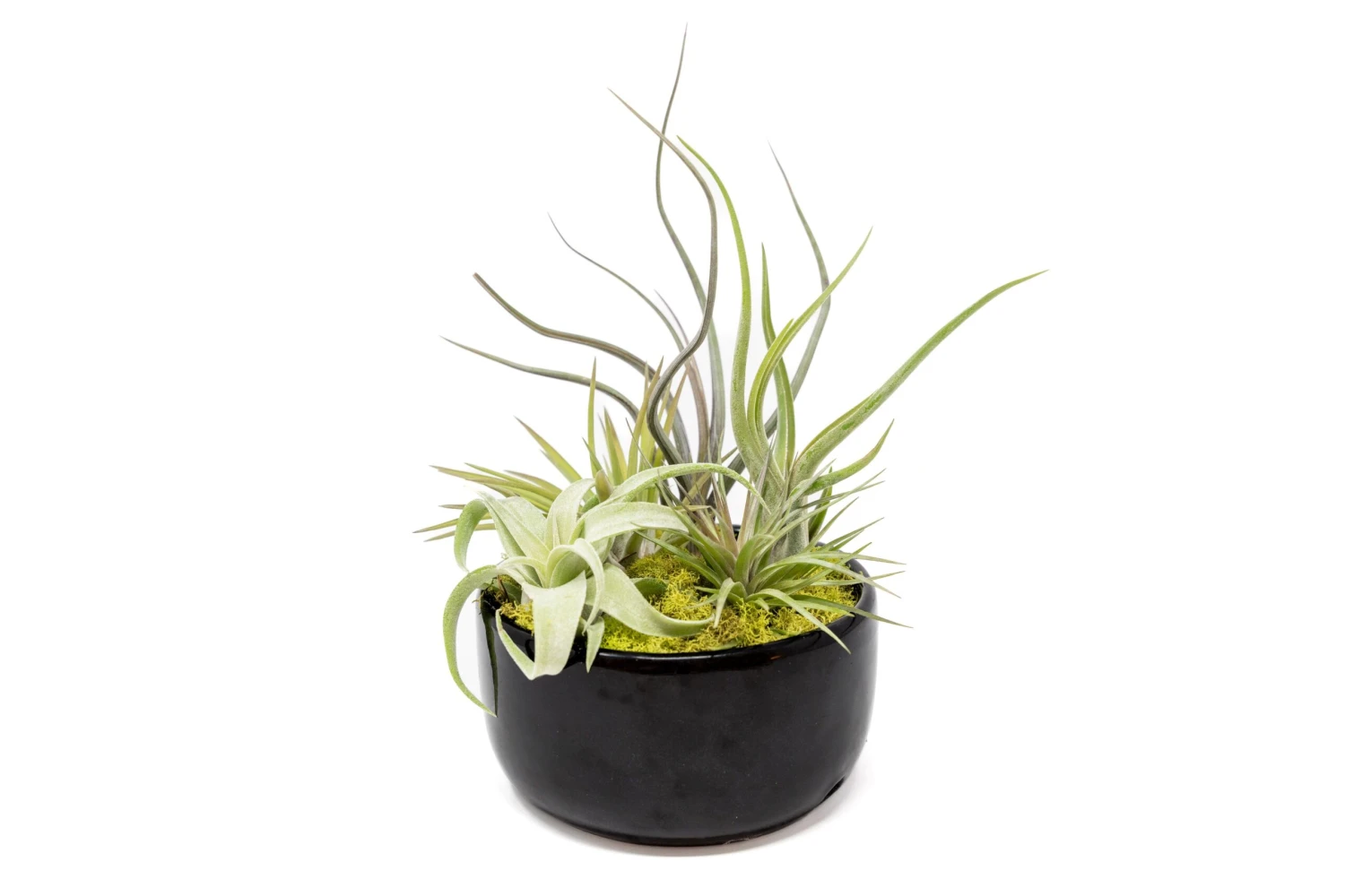 Large Fully Assembled Air Plant Bowl Garden 2 Large Fully Assembled Air Plant Bowl Garden - Image 2