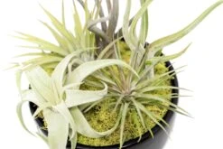 Large Fully Assembled Air Plant Bowl Garden 16 Large Fully Assembled Air Plant Bowl Garden -Air Plant World Air Plant Tillandsia Large Black Glazed Terracotta Pot Dish 5