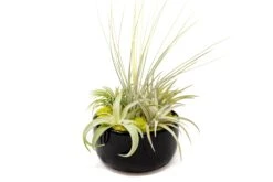 Large Fully Assembled Air Plant Bowl Garden 17 Large Fully Assembled Air Plant Bowl Garden -Air Plant World Air Plant Tillandsia Large Black Glazed Terracotta Pot Dish 6