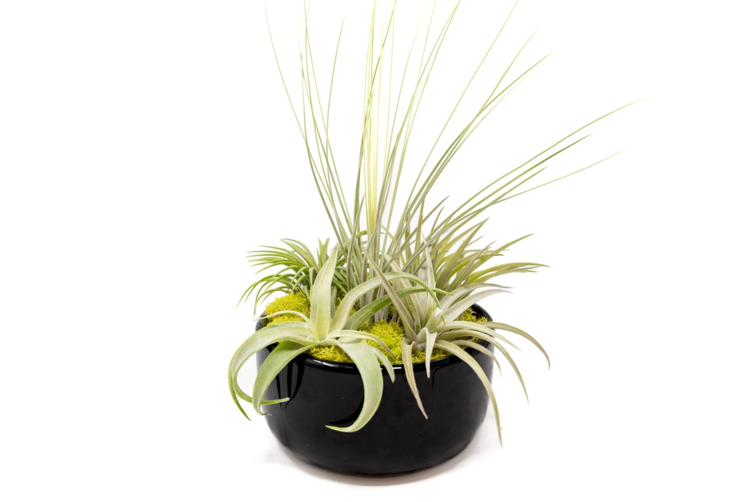 Large Fully Assembled Air Plant Bowl Garden 6 Large Fully Assembled Air Plant Bowl Garden - Image 6