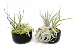 Large Fully Assembled Air Plant Bowl Garden 18 Large Fully Assembled Air Plant Bowl Garden -Air Plant World Air Plant Tillandsia Large Black Glazed Terracotta Pot Dish 8