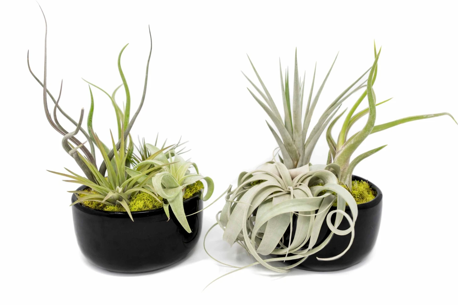 Large Fully Assembled Air Plant Bowl Garden 7 Large Fully Assembled Air Plant Bowl Garden - Image 7
