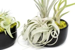 Large Fully Assembled Air Plant Bowl Garden 19 Large Fully Assembled Air Plant Bowl Garden -Air Plant World Air Plant Tillandsia Large Black Glazed Terracotta Pot Dish 9