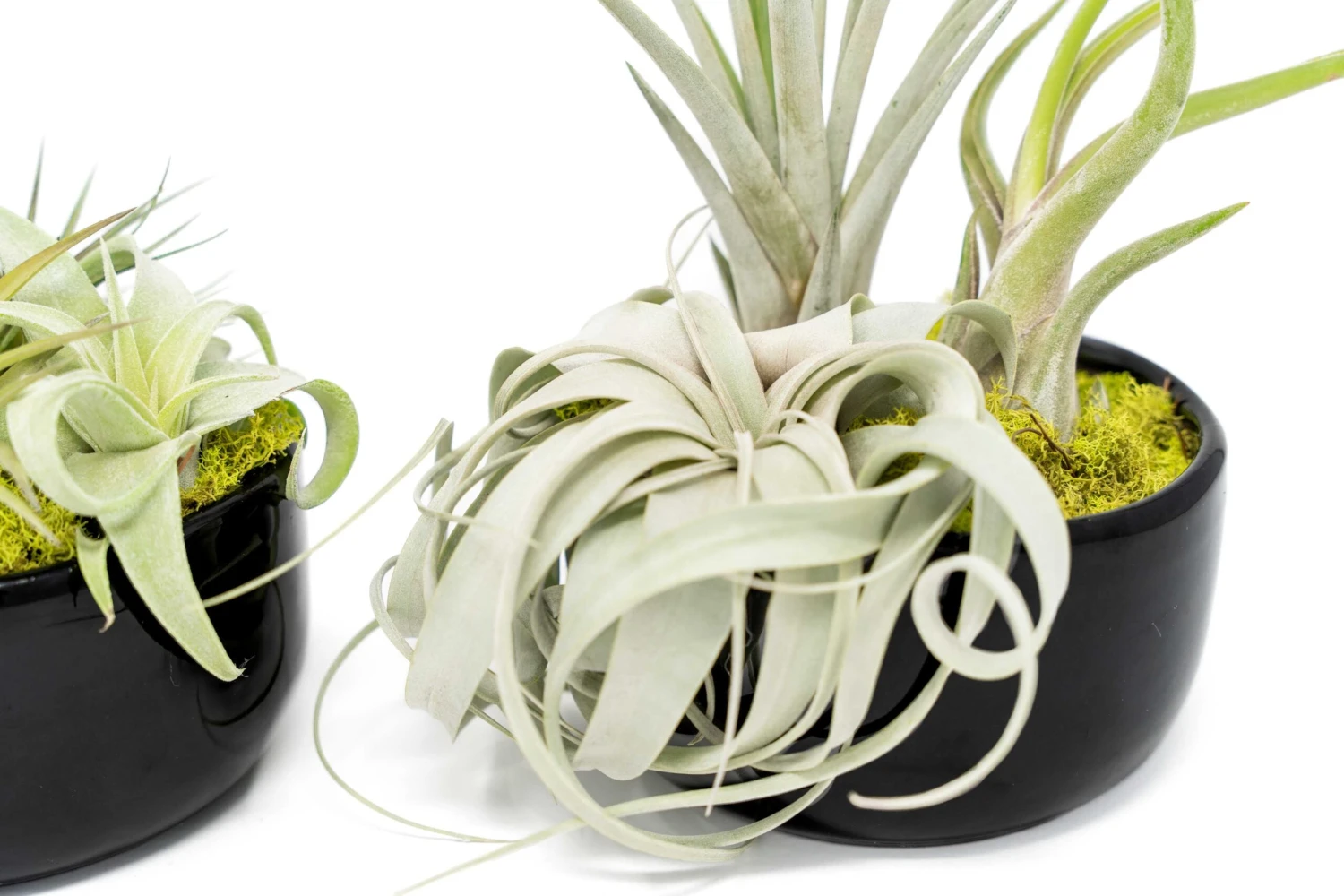 Large Fully Assembled Air Plant Bowl Garden 8 Large Fully Assembled Air Plant Bowl Garden - Image 8