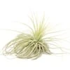 Tillandsia Magnusiana Air Plants