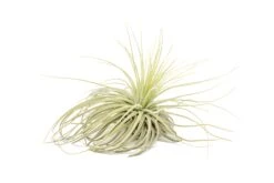 Tillandsia Magnusiana Air Plants