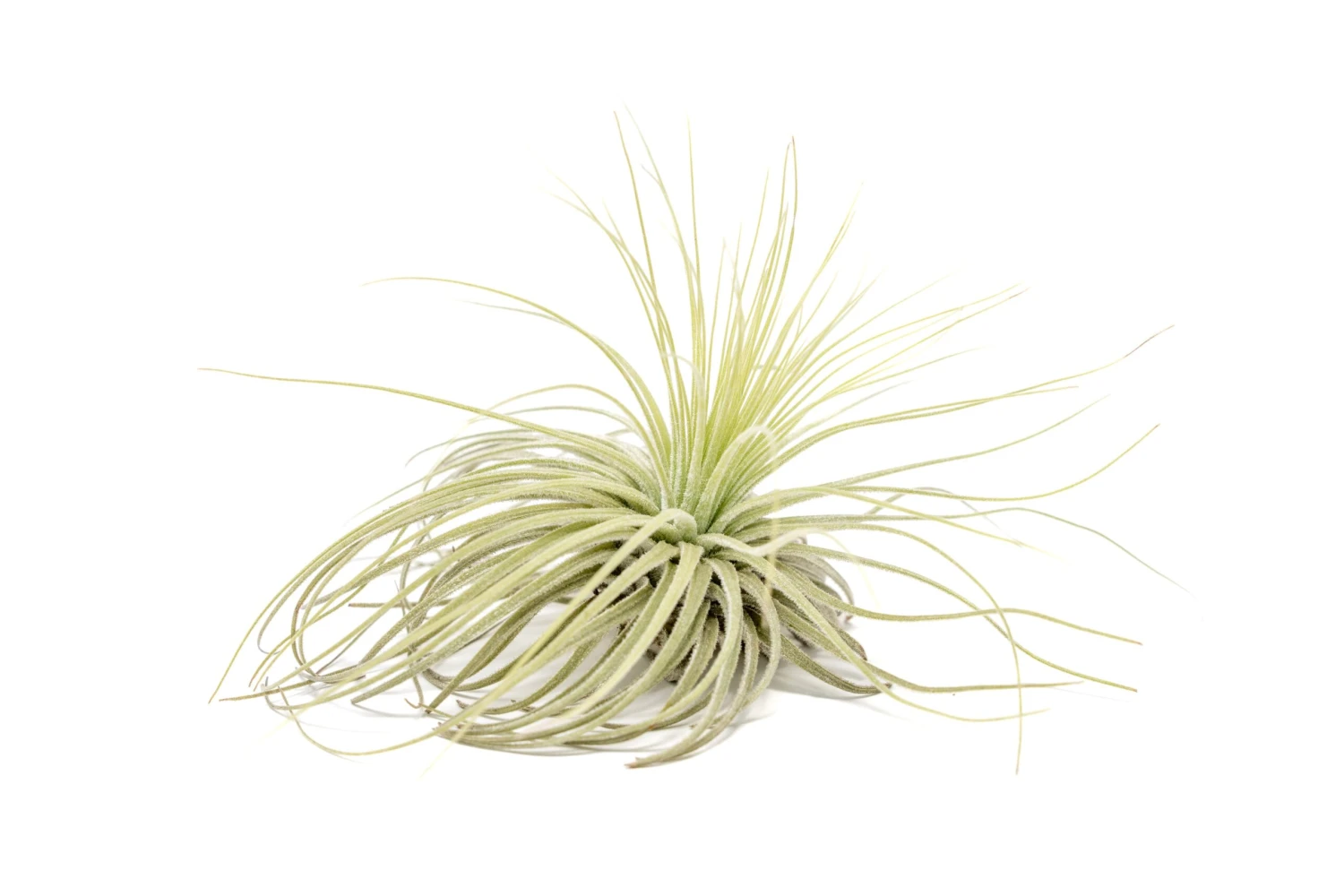 Tillandsia Magnusiana Air Plants 1 Tillandsia Magnusiana Air Plants