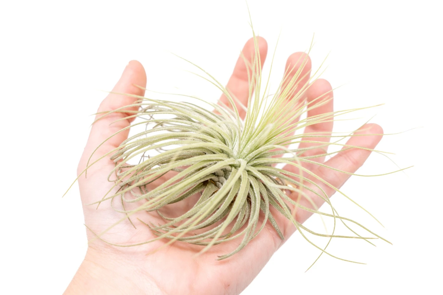 Tillandsia Magnusiana Air Plants 2 Tillandsia Magnusiana Air Plants - Image 2