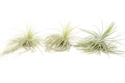 Tillandsia Magnusiana Air Plants 5 Tillandsia Magnusiana Air Plants -Air Plant World Air Plant Tillandsia Magnusiana 3