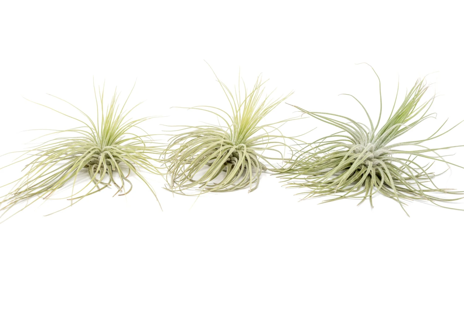 Tillandsia Magnusiana Air Plants 3 Tillandsia Magnusiana Air Plants - Image 3