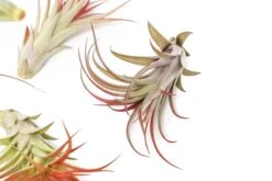 Large Tillandsia Red Abdita Air Plants / 5-6 Inch Plants -Air Plant World Air Plant Tillandsia Red Abdita Large 1