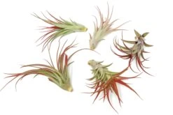 Large Tillandsia Red Abdita Air Plants / 5-6 Inch Plants -Air Plant World Air Plant Tillandsia Red Abdita Large 2