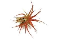 Large Tillandsia Red Abdita Air Plants / 5-6 Inch Plants -Air Plant World Air Plant Tillandsia Red Abdita Large 6