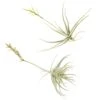Tillandsia Streptocarpa Air Plants