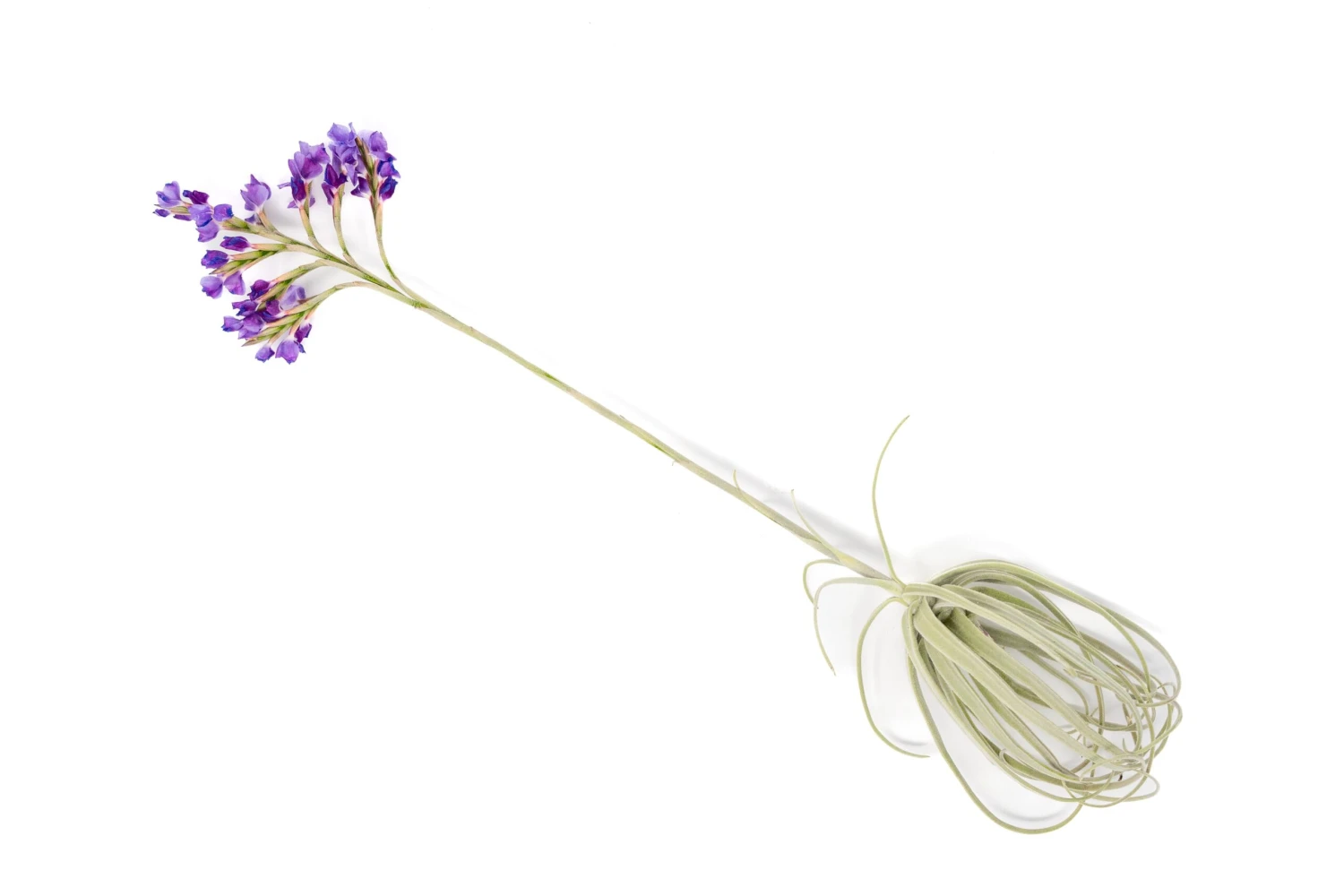 Tillandsia Streptocarpa Air Plants 2 Tillandsia Streptocarpa Air Plants - Image 2