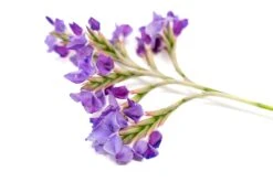 Tillandsia Streptocarpa Air Plants 6 Tillandsia Streptocarpa Air Plants -Air Plant World Air Plant Tillandsia Streptocarpa 2