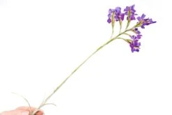 Tillandsia Streptocarpa Air Plants 7 Tillandsia Streptocarpa Air Plants -Air Plant World Air Plant Tillandsia Streptocarpa 3