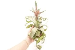 SALE - Tillandsia Streptophylla Air Plants - Set Of 3 Or 6 - 30% Off -Air Plant World Air Plant Tillandsia Streptophylla Jumbo Bloom Hand