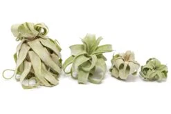 SALE - Tillandsia Streptophylla Air Plants - Set Of 3 Or 6 - 30% Off -Air Plant World Air Plant Tillandsia Streptophylla Pure Curly 1