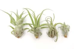SALE - Tillandsia Streptophylla Air Plants - Set Of 3 Or 6 - 30% Off -Air Plant World Air Plant Tillandsia Streptophylla Pure Open 1