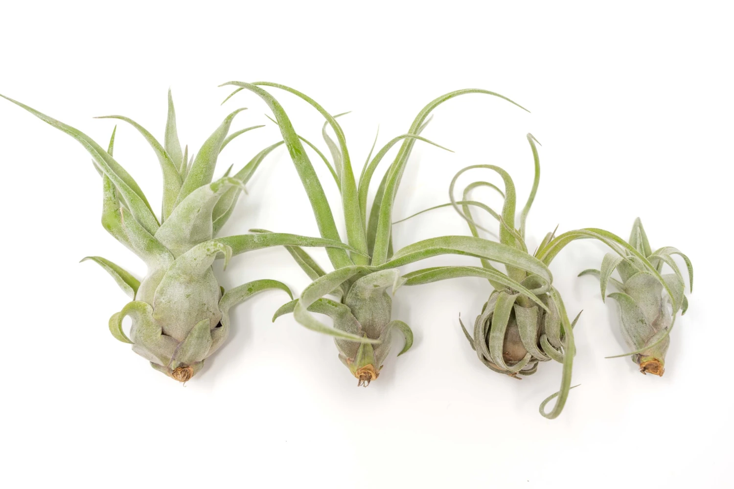 Tillandsia Streptophylla Air Plants - Multiple Sizes 3 Tillandsia Streptophylla Air Plants - Multiple Sizes - Image 3