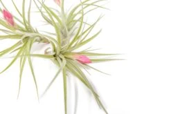 [IN BLUSH NOW!] Tillandsia Stricta 'Green' Hybrid Air Plants -Air Plant World Air Plant Tillandsia Stricta Hybrid 2 cf6a463e d79b 495b b00c 04e03361b59c