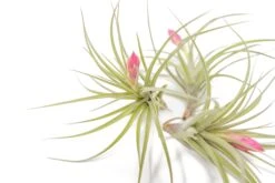 [IN BLUSH NOW!] Tillandsia Stricta 'Green' Hybrid Air Plants -Air Plant World Air Plant Tillandsia Stricta Hybrid 3 e454fa12 c78e 4549 b199 2cbbbccd954e