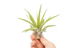 SALE - Large Tillandsia Velutina Air Plants - Set Of 5 Or 10 - 50% Off -Air Plant World Air Plant Tillandsia Velutina 1 146cf207 9a3f 4c10 a57f 93630f63483b
