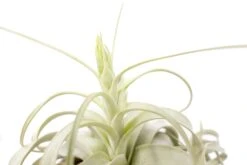 SALE - Spectacular Jumbo Tillandsia Xerographica - Set Of 3 Or 6 - 40% Off -Air Plant World Air Plant Tillandsia Xerographica Bloom 1
