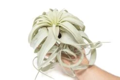 Large Tillandsia Xerographica / 6-8 Inches Wide -Air Plant World Air Plant Tillandsia Xerographica Large 1