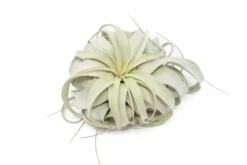 SALE - Large Tillandsia Xerographica - Set Of 3 Or 6 Air Plants - 40% Off -Air Plant World Air Plant Tillandsia Xerographica Large 2 b22dc885 373e 46be a5ef 2405ef057b31