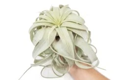 SALE - Large Tillandsia Xerographica - Set Of 3 Or 6 Air Plants - 40% Off -Air Plant World Air Plant Tillandsia Xerographica Large 3 c53a8650 b4bd 430b bfdd fbfb347ce9da