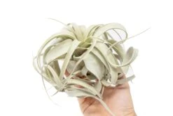 Air Plant World -Air Plant World Air Plant Tillandsia Xerographica Medium 1 5d510e03 975d 4a45 ae7f 7ebbfb36d606