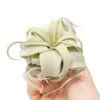 Tillandsia Xerographica Seedling - 2-4 Inches Wide - Help Support Sustainable Farming
