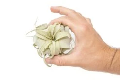 Tillandsia Xerographica Air Plants - Multiple Sizes -Air Plant World Air Plant Tillandsia Xerographica Seedling 3