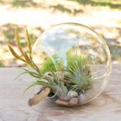 Educational DIY Terrarium Kit With Caput Medusa, Ionantha And Downloadable Lesson Plan + Activities -Air Plant World Air Plant Tillansia Stay Home4