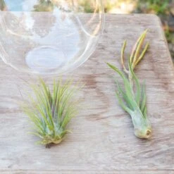Educational DIY Terrarium Kit With Caput Medusa, Ionantha And Downloadable Lesson Plan + Activities -Air Plant World Air Plant Tillansia Stay Home2