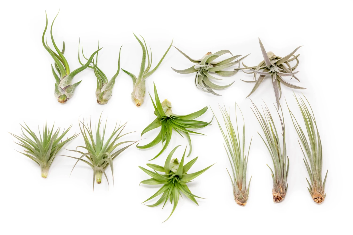 SALE - The Elegant Collection Of Tillandsia Air Plants - Set Of 10, 20, Or 30 - 60% Off 1 SALE - The Elegant Collection Of Tillandsia Air Plants - Set Of 10, 20, Or 30 - 60% Off
