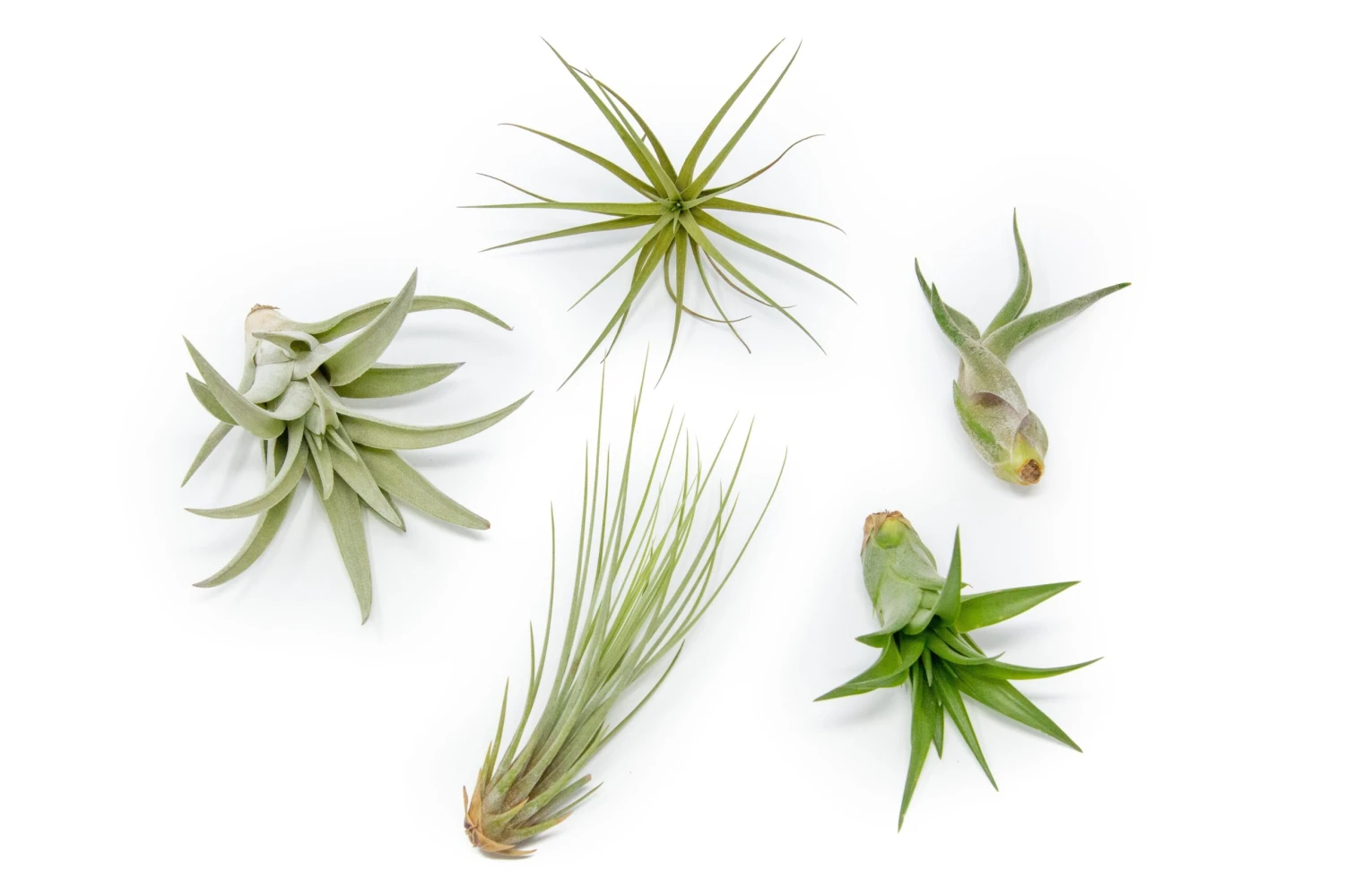 The Elegant Collection Of 5 Tillandsia Air Plants + 1 Year Fertilizer Pack 1 The Elegant Collection Of 5 Tillandsia Air Plants + 1 Year Fertilizer Pack