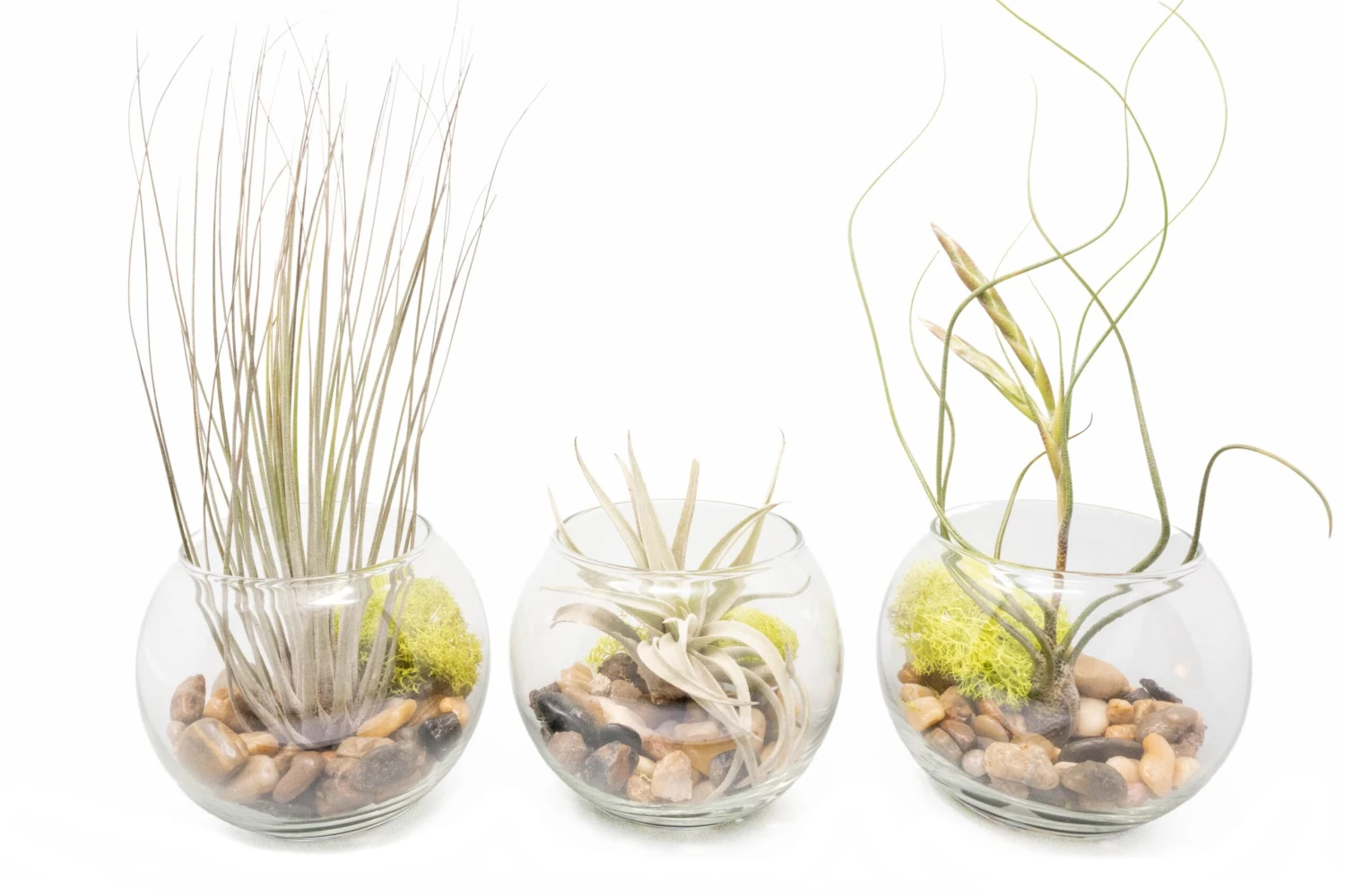 Complete Bubble Trio Terrariums With Tillandsia Juncea, Butzii, And Harrisii Air Plants 1 Complete Bubble Trio Terrariums With Tillandsia Juncea, Butzii, And Harrisii Air Plants