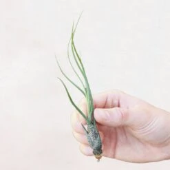 XL Tillandsia Butzii Air Plants / 10-18 Inch Plants 6 XL Tillandsia Butzii Air Plants / 10-18 Inch Plants -Air Plant World CopyofUntitled 2500x1000px 2500x2500px 2 min