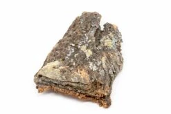 Natural Cork Bark Displays & Waterproof Glue - Create A Unique Vertical Garden Display!