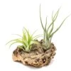 SALE - Small Tabletop Cork Bark Display With 2 Tillandsia Air Plants - Set Of 3 Or 6 - 40% Off