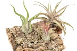Medium Tabletop Cork Bark Display With 3 Tillandsia Air Plants -Air Plant World Cork Bark Display 10