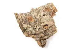 SALE - Medium Tabletop Cork Bark Display With 3 Tillandsia Air Plants - Set Of 3 Or 6 - 40% Off -Air Plant World Cork Bark Display 11 e0f77421 9637 4d82 8933 71e2b2ed5c5d